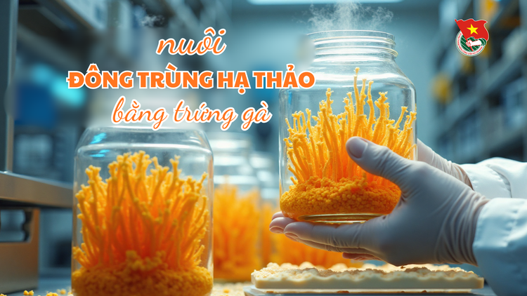 Cùng sống xanh số 136: Độc đáo nuôi nấm đông trùng hạ thảo bằng trứng gà và đậu nành nảy mầm