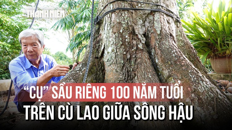 ‘Cụ’ sầu riêng trăm tuổi trên cù lao giữa sông Hậu: Báu vật của gia đình thầy giáo