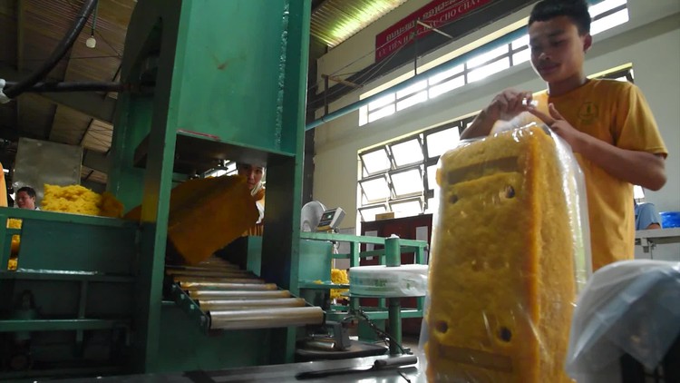 Tập đoàn Công nghiệp Cao su Việt Nam: Vững vàng hội nhập, dẫn đầu phát triển bền vững