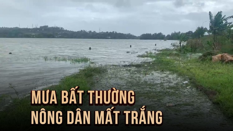 Mưa bất thường giữa mùa xuân, nông dân Phú Yên ngậm ngùi ‘mất trắng’