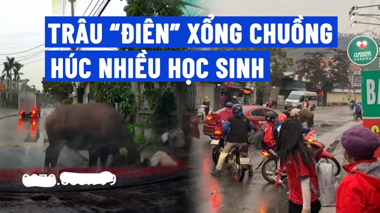 Kinh hãi trâu 'điên' xổng chuồng, húc nhiều học sinh ở Quảng Ninh