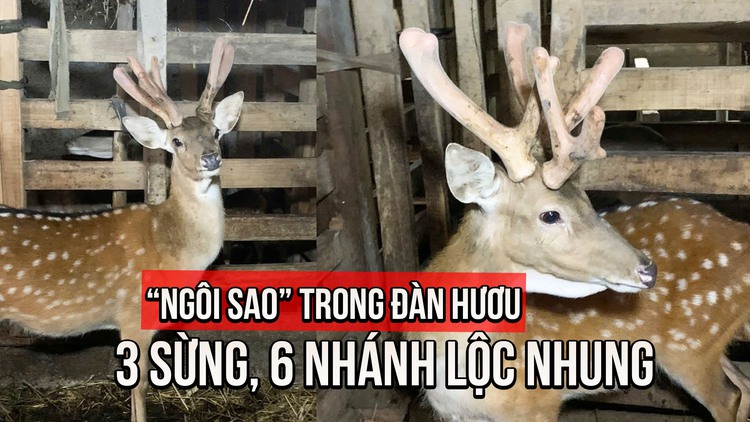 Ngắm hươu sao 3 sừng, 6 nhánh lộc nhung 'độc lạ' ở Hà Tĩnh