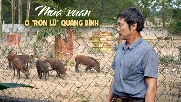 Mùa xuân ở ‘rốn lũ’ Quảng Bình: Hy vọng mới sau con nước dữ