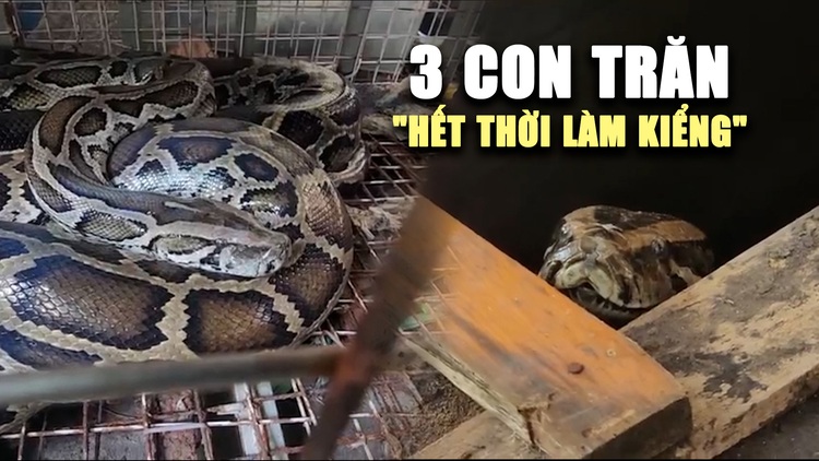 3 con trăn ‘hết thời làm kiểng’ được bàn giao để thả về tự nhiên