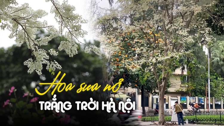 Hà Nội mùa hoa sưa - những góc check in không thể bỏ lỡ