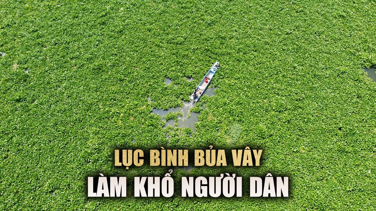 Dân kêu trời 'ăn phải tranh thủ, đi phải canh giờ' vì lục bình phủ kín sông Vàm Cỏ Đông