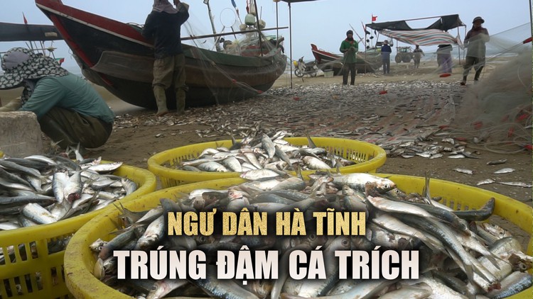Trúng đậm cá trích, ngư dân Hà Tĩnh ‘bỏ túi’ tiền triệu mỗi chuyến biển