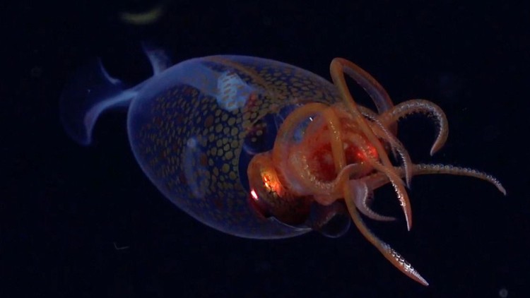 Lần đầu tiên ghi hình mực siêu khổng lồ dưới đáy sâu Nam Cực