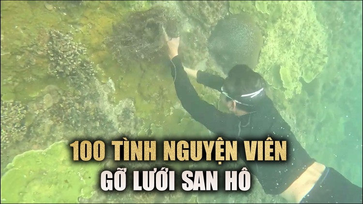 Đà Nẵng: Cận cảnh san hô được gỡ lưới, ‘giải cứu’