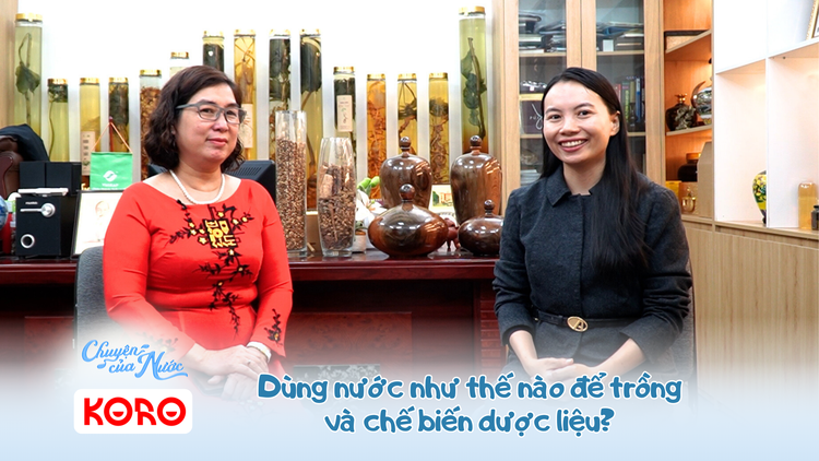 Chuyện của nước số 49: Dùng nước như thế nào để trồng và chế biến dược liệu?