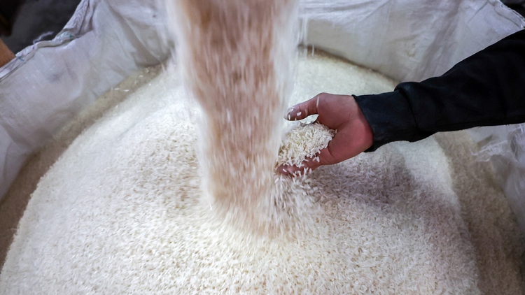 Người trồng lúa Thái Lan lo ‘khó sống sót’ vì thuế quan của ông Trump