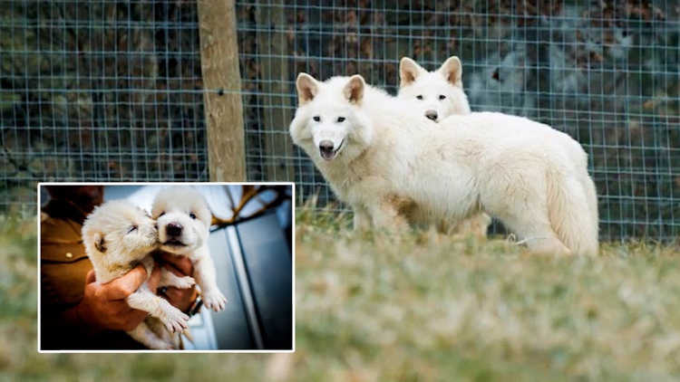 Hồi sinh loài sói trắng đáng sợ đã tuyệt chủng từ Kỷ băng hà