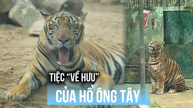 Thảo Cầm Viên tổ chức tiệc ‘về hưu’ cho hổ ‘Ông Tây’
