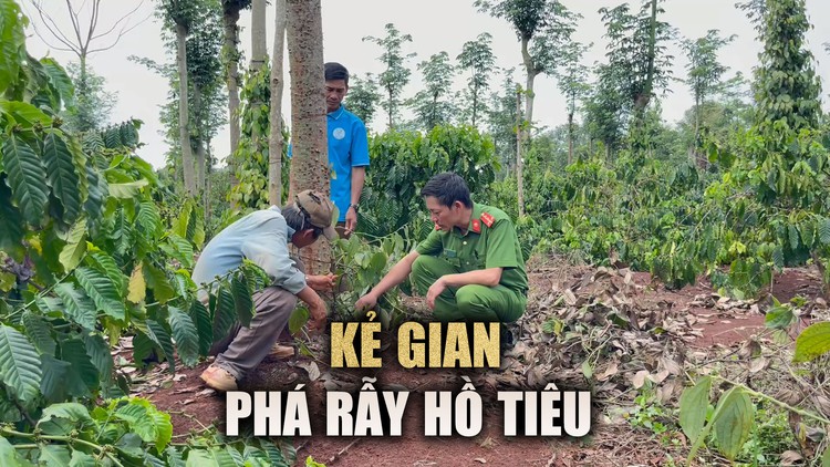 Nông dân xót xa nhìn loạt cây hồ tiêu bị kẻ gian chặt trộm ở Đắk Lắk