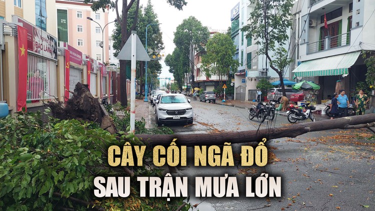 Long An: TP.Tân An ngập sâu, cây cối ngã đổ do mưa lớn