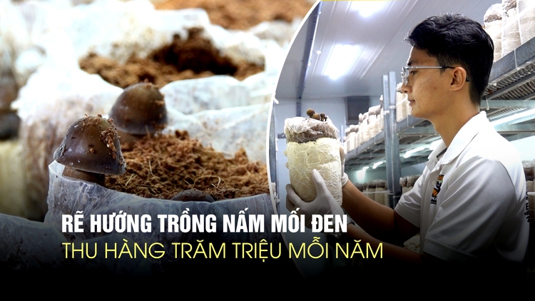 Nghỉ việc ngân hàng, chàng trai thu hàng trăm triệu mỗi năm từ nấm mối đen