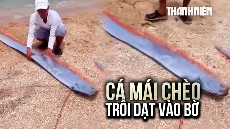 Cá mái chèo dạt bờ biển Ninh Thuận, người dân giải cứu bất thành