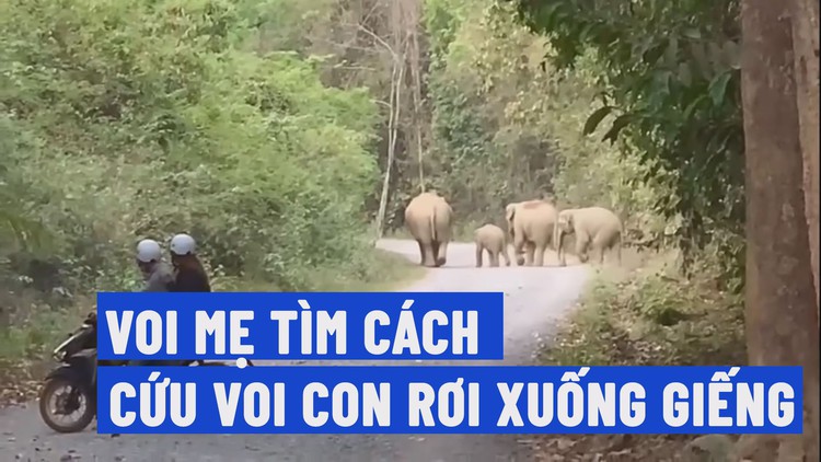 Đồng Nai: Voi con rơi dưới giếng, voi mẹ cùng bầy nỗ lực cứu bất thành