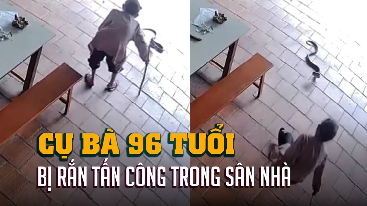 Rắn hổ mang tấn công trong sân nhà, cụ bà 96 tuổi hoảng hốt té ngã