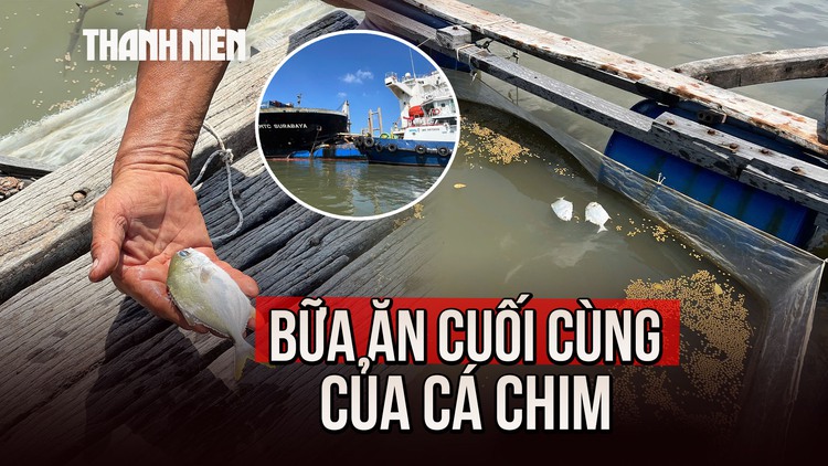 Cá chết hàng loạt sau bữa ăn 'ngấm dầu' vụ tai nạn trên sông Lòng Tàu