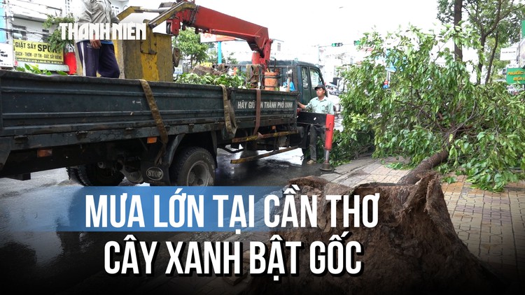 Mưa giông do ảnh hưởng bão số 1, cây xanh bật gốc tại Cần Thơ