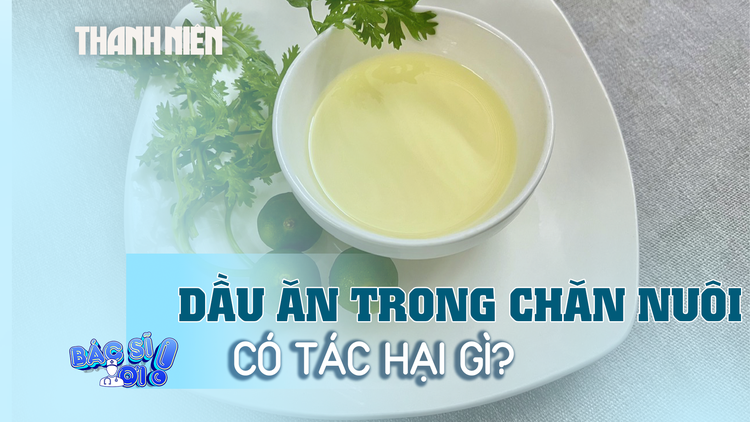 Dầu ăn trong chăn nuôi là gì, có tác hại thế nào?