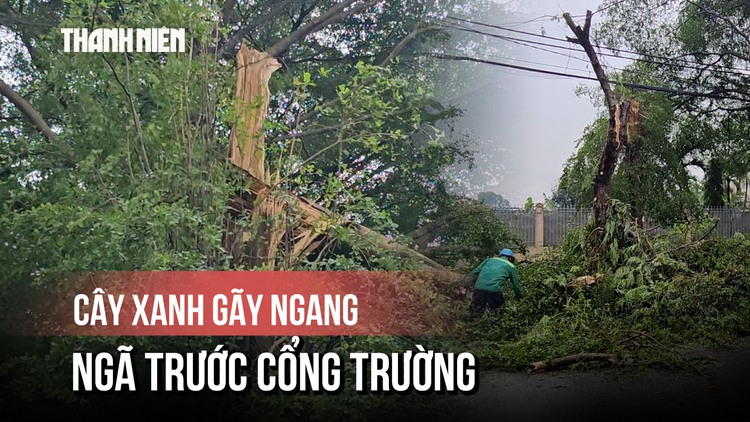 Cây xanh đổ ập trước cổng trường trong cơn mưa