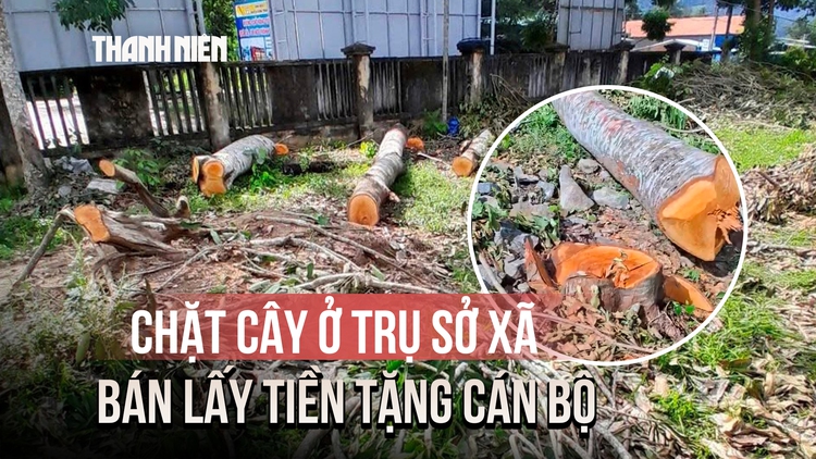 Chuyện lạ ở Bình Định: Chặt cây ở trụ sở xã bán lấy tiền tặng cán bộ nghỉ hưu