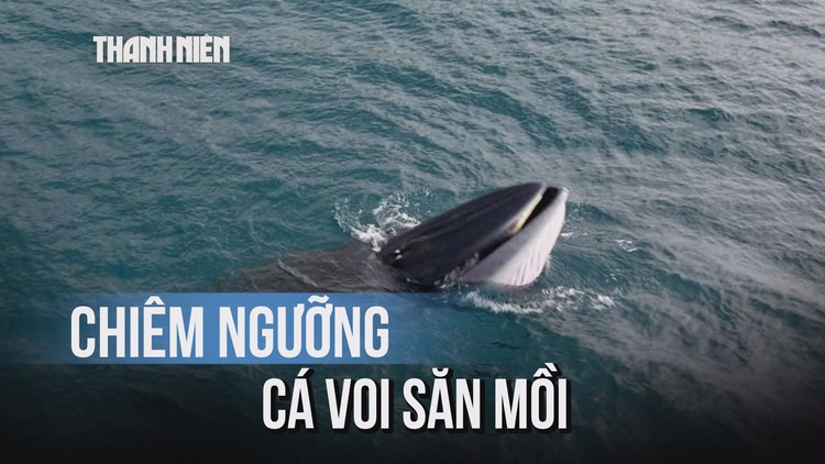 Thích thú hình ảnh cá voi săn mồi ở Quy Nhơn