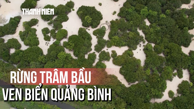 Rừng trâm bầu hơn 500 năm tuổi ven biển Quảng Bình