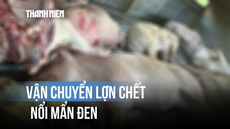 Chặn đứng chuyến hàng chở lợn chết nổi mẩn đen ở Quảng Trị
