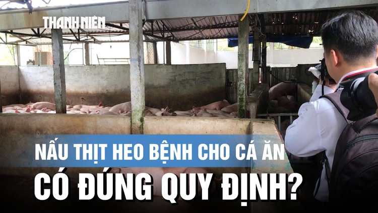 Vụ Công ty C.P bị tố bán thịt heo bẩn: Chuyển mục đích cho cá ăn có đúng quy định?