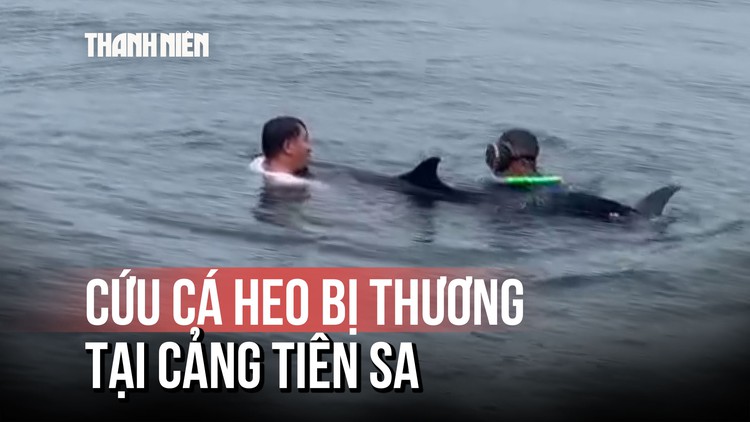 Cá heo nặng khoảng 200 kg bị thương, dạt vào cảng Tiên Sa