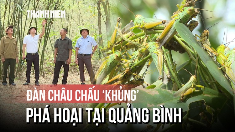 Châu chấu dày đặc bất thường, cắn phá cây luồng lấy măng ở Quảng Bình