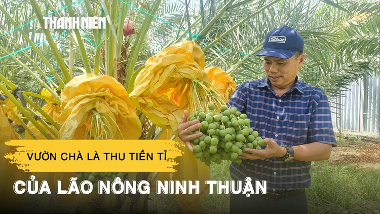 Vườn chà là tuyệt đẹp, thu tiền tỉ mỗi năm của lão nông Ninh Thuận