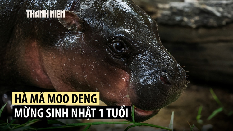 Hà mã lùn Moo Deng đón thôi nôi tưng bừng