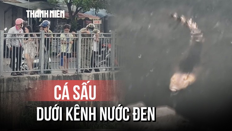 Cá sấu 'ung dung' phơi nắng dưới Kênh Nước Đen