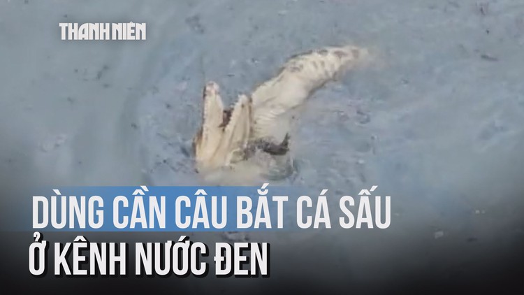 Dùng cần câu bắt cá sấu 'tung tăng' dưới kênh ở TP.HCM