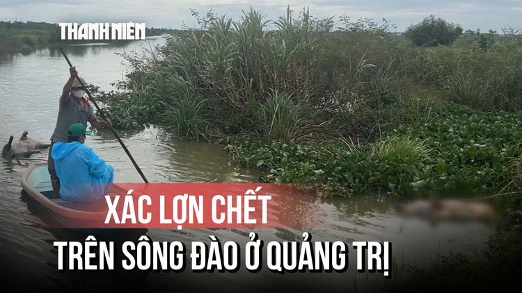 Hàng loạt lợn chết nghi nhiễm dịch trôi dạt trên sông Đào ở Quảng Trị