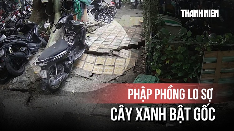Khoảnh khắc thót tim cây xanh lớn chực bật gốc ở Thanh Đa