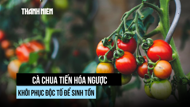 Hiện tượng tiến hóa ngược hiếm gặp liệu có xảy ra ở người?