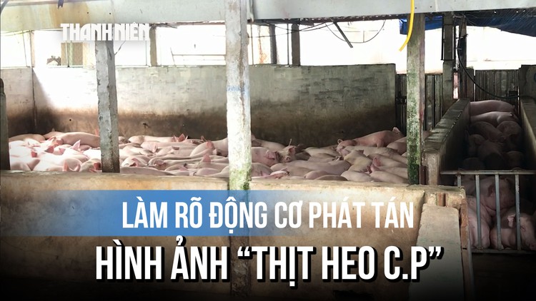 Vụ thịt heo C.P: Không khởi tố vụ án, sẽ làm rõ động cơ phát tán hình ảnh heo bệnh