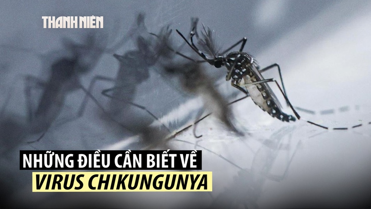 Bệnh chikungunya là gì, có đáng lo ngại không?