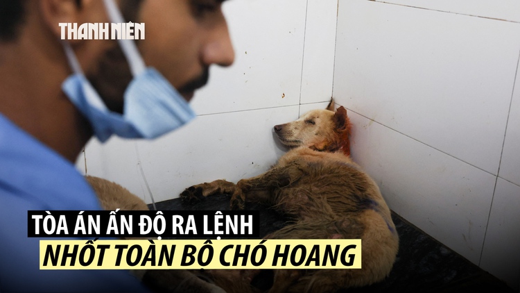 Tòa án Ấn Độ ra lệnh dẹp chó hoang vì bệnh dại tăng