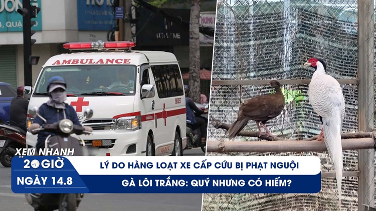 Xem nhanh 20h ngày 14.8: Gà lôi trắng: quý nhưng có hiếm? | Vì sao xe cấp cứu chạy làn khẩn cấp cao tốc bị phạt nguội