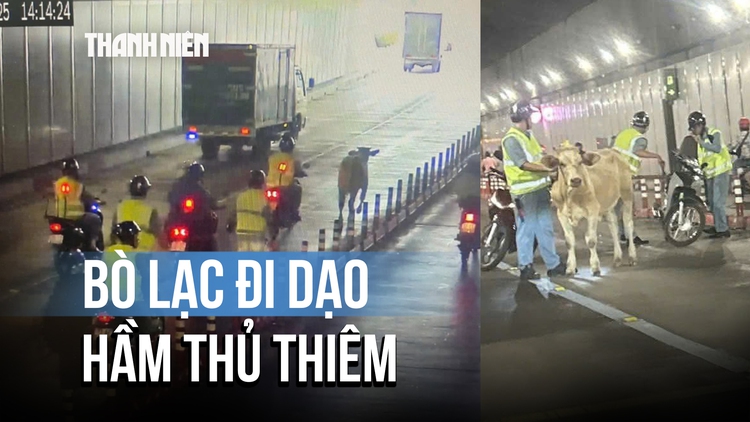 Bò 100 kg 'du ngoạn' hầm Thủ Thiêm, cả dòng xe phải nhường đường