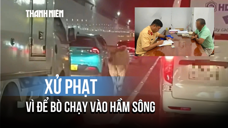 Bị xử phạt vì để bò chạy vào hầm sông Sài Gòn