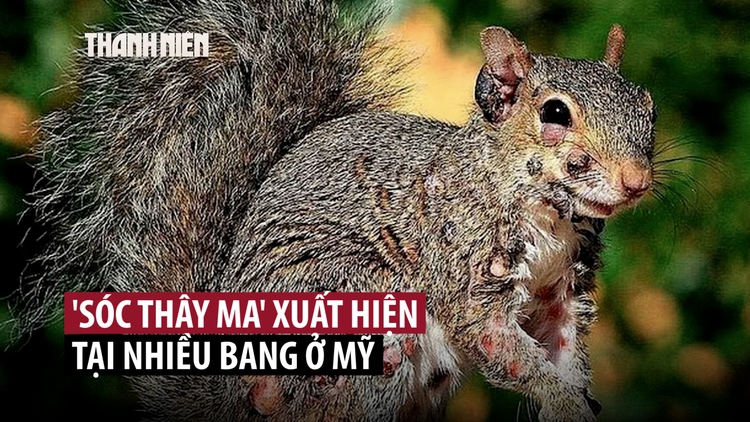Sóc ‘zombie’ nổi u nhọt kỳ dị xuất hiện tại Mỹ