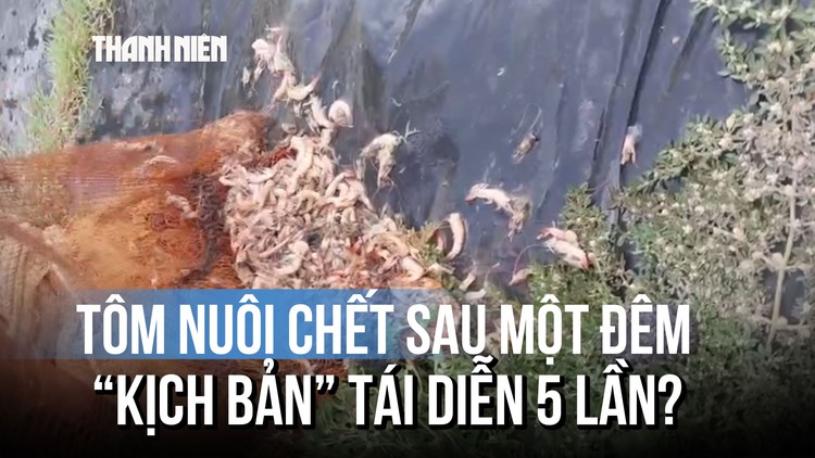 Uẩn khúc 5 lần ao tôm nghi bị 'thuốc': Chủ ao kiệt quệ, tính đường rời quê