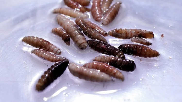 Mỹ ghi nhận người nhiễm 'giòi ăn thịt' đầu tiên